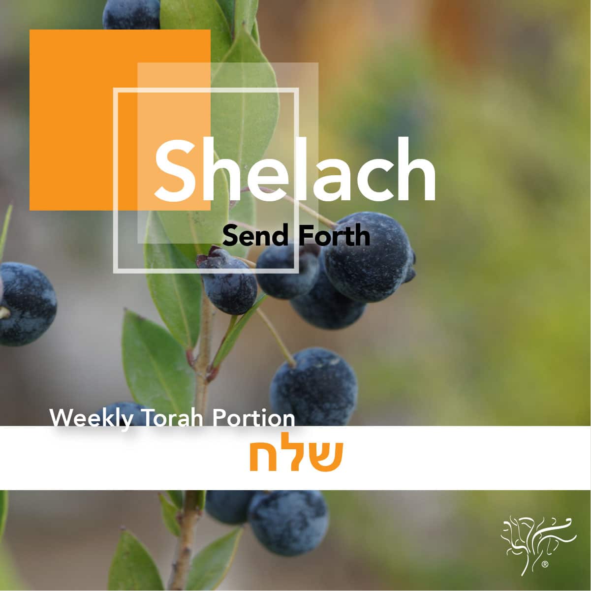 Torah Portion Shelach STBM Messer